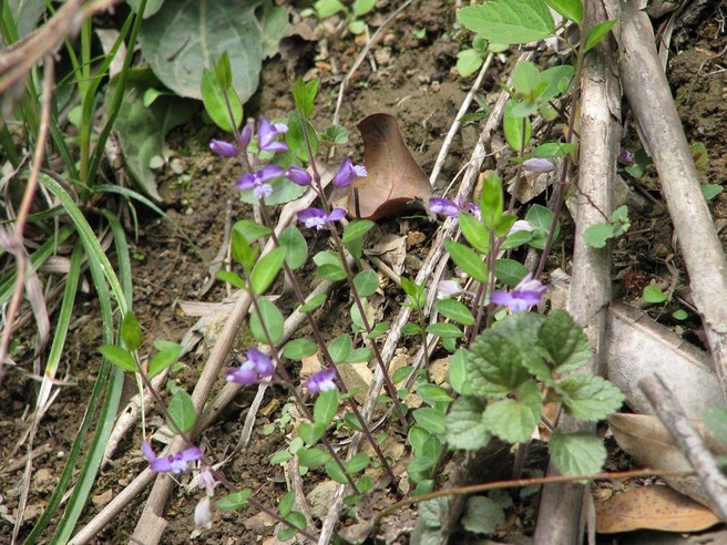 有一次也是和死神擦肩而过,是采摘治疗跌打损伤的"野洋芋",一条